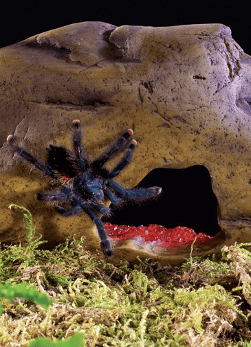 Exo Terra Crystal Cave Medium